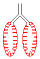 Lungenquerschnitt